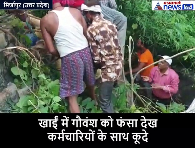 7 गोवंशों की जान बचाने  के लिए 20 फिट नीचे पानी में कूद पड़े डीएम, देखें वीडियो