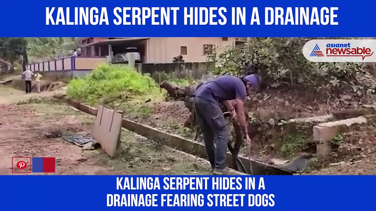 Kalinga serpent hides in a drainage fearing street dogs