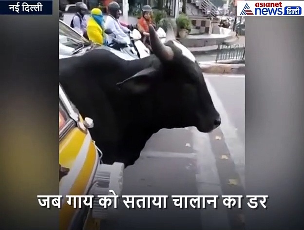नए ट्रैफिक नियमों के बाद चालान का डर, गाय तक चुपचाप सिग्नल पर हो गई खड़ी