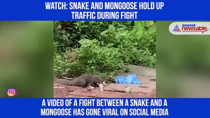 Snake fight