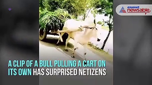 Bull puts on yoke, takes up cart journey on its own; viral video surprises social media users