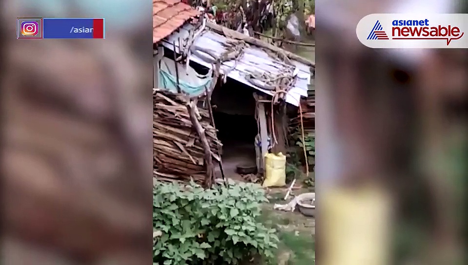 Viral video: Frightened tiger runs away from humans