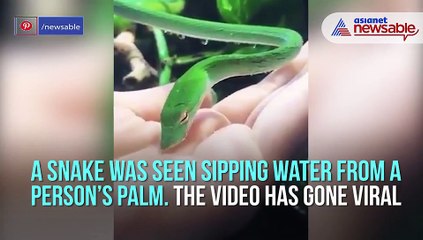 Snake Drinks Water