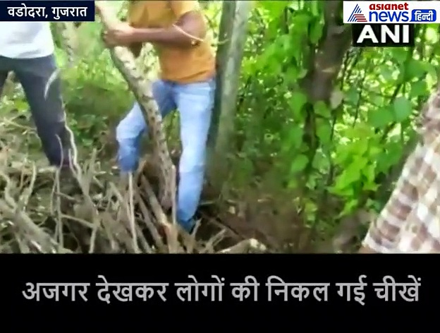 लकड़ियों के ढेर में ऐसा कुछ देखा कि निकल गईं लोगों की चीखें