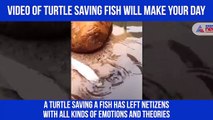 Turtle saves fish