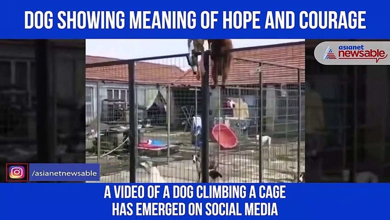 Dog climbs fence video Dailymotion