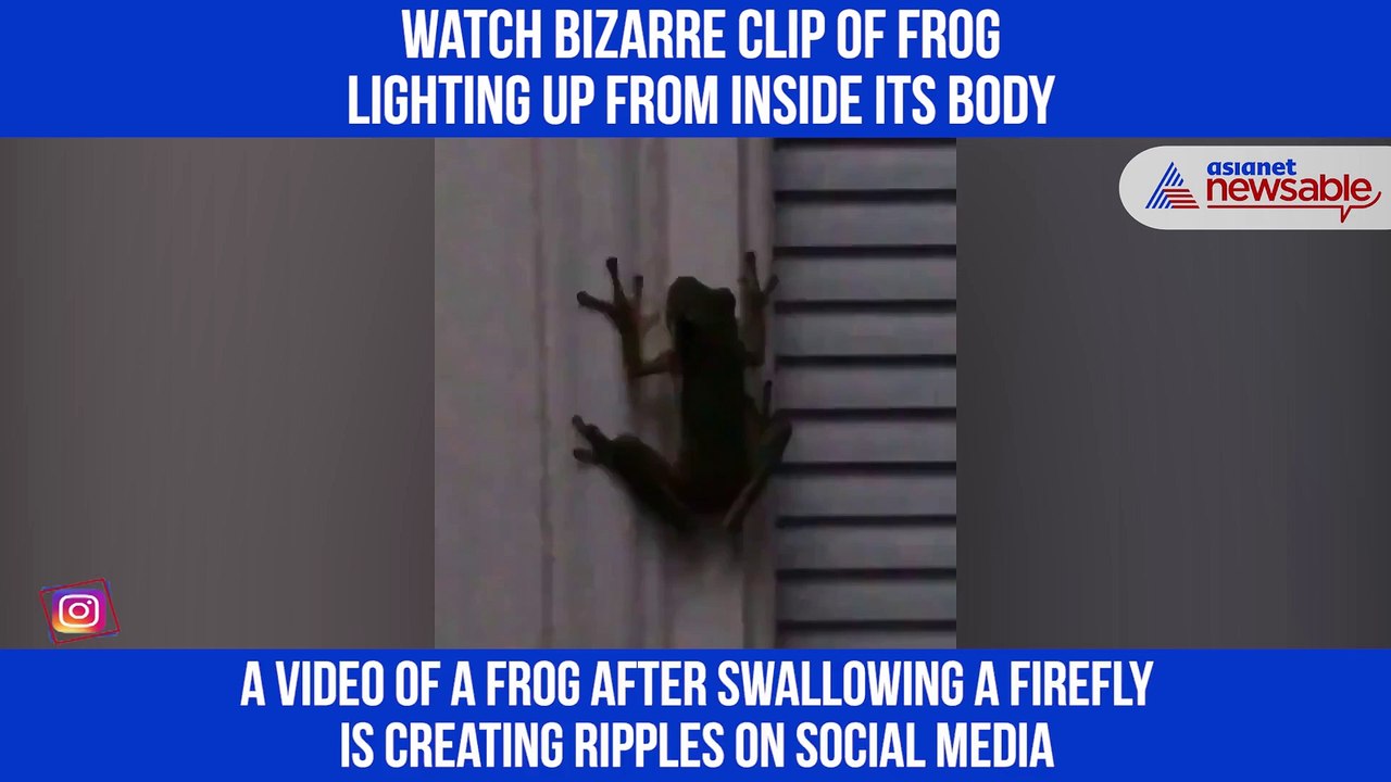 Lighting Frog