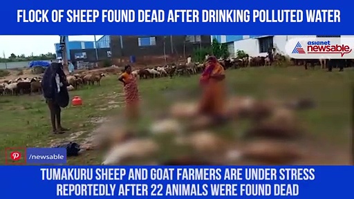 22 sheep found dead after drinking water from pond