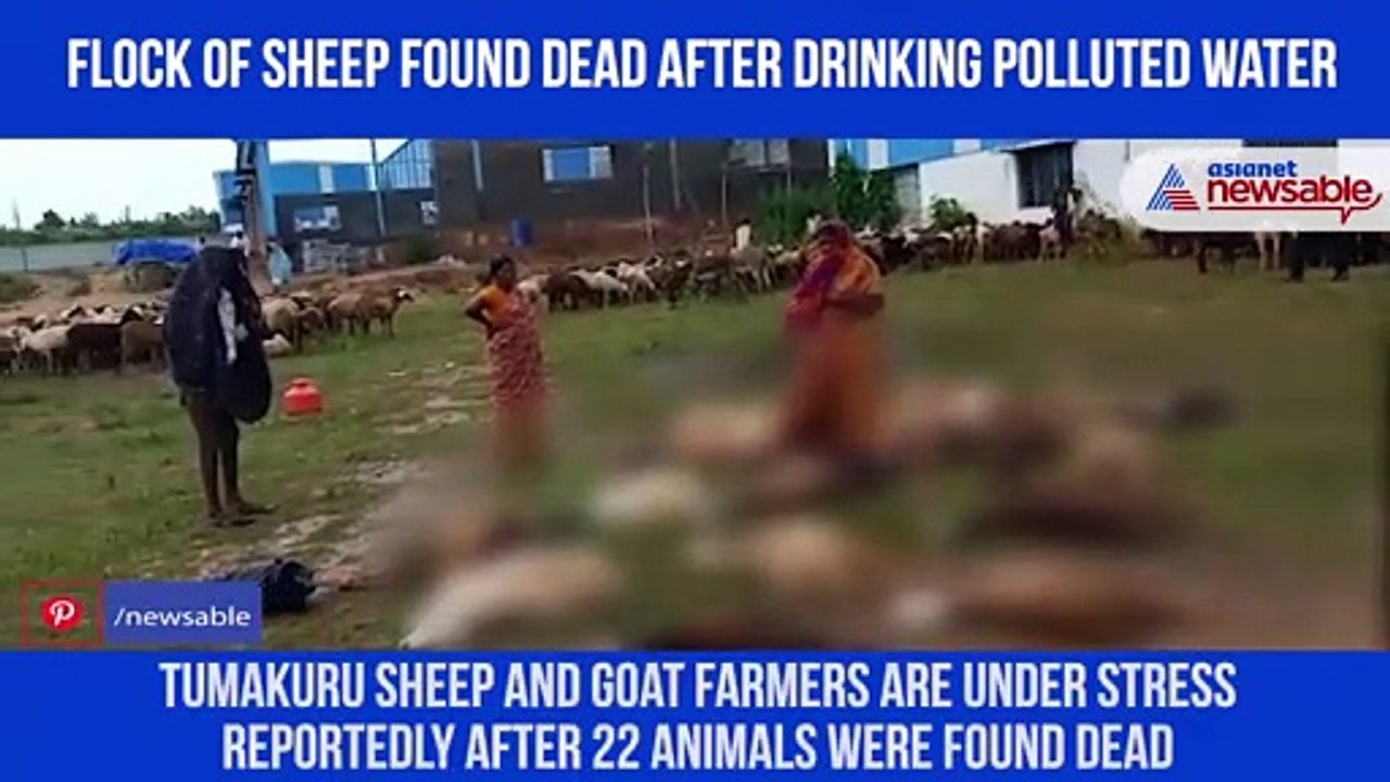 sheep found dead