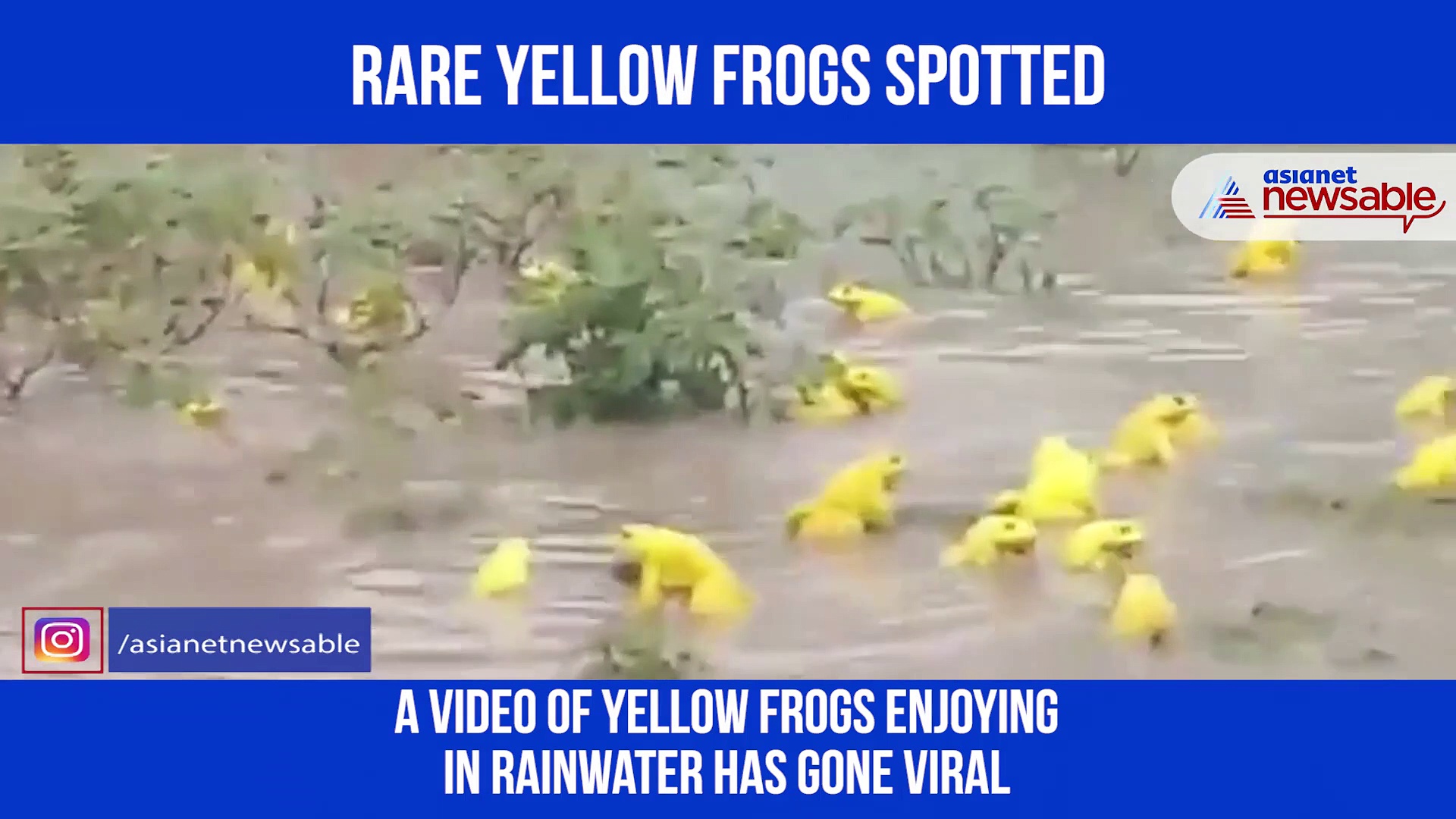 Watch: Yellow frogs spotted in Madhya Pradesh; video goes viral