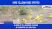 Yellow Frogs