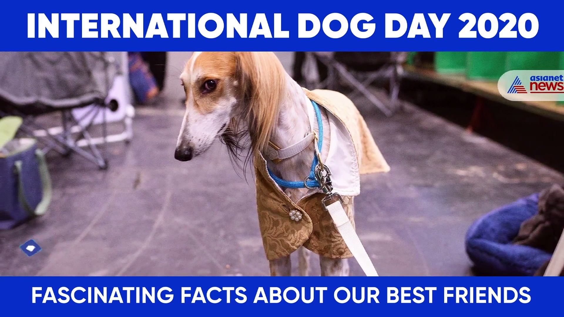 International Dog Day 2020: 6 Amazing Facts About Dogs