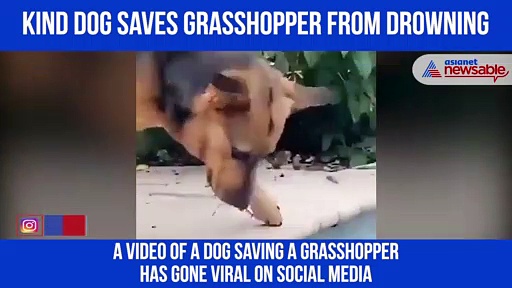 Watch: Dog saves grasshopper from drowning; video goes viral