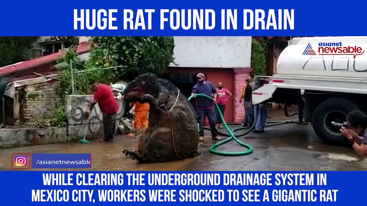 Huge Rat