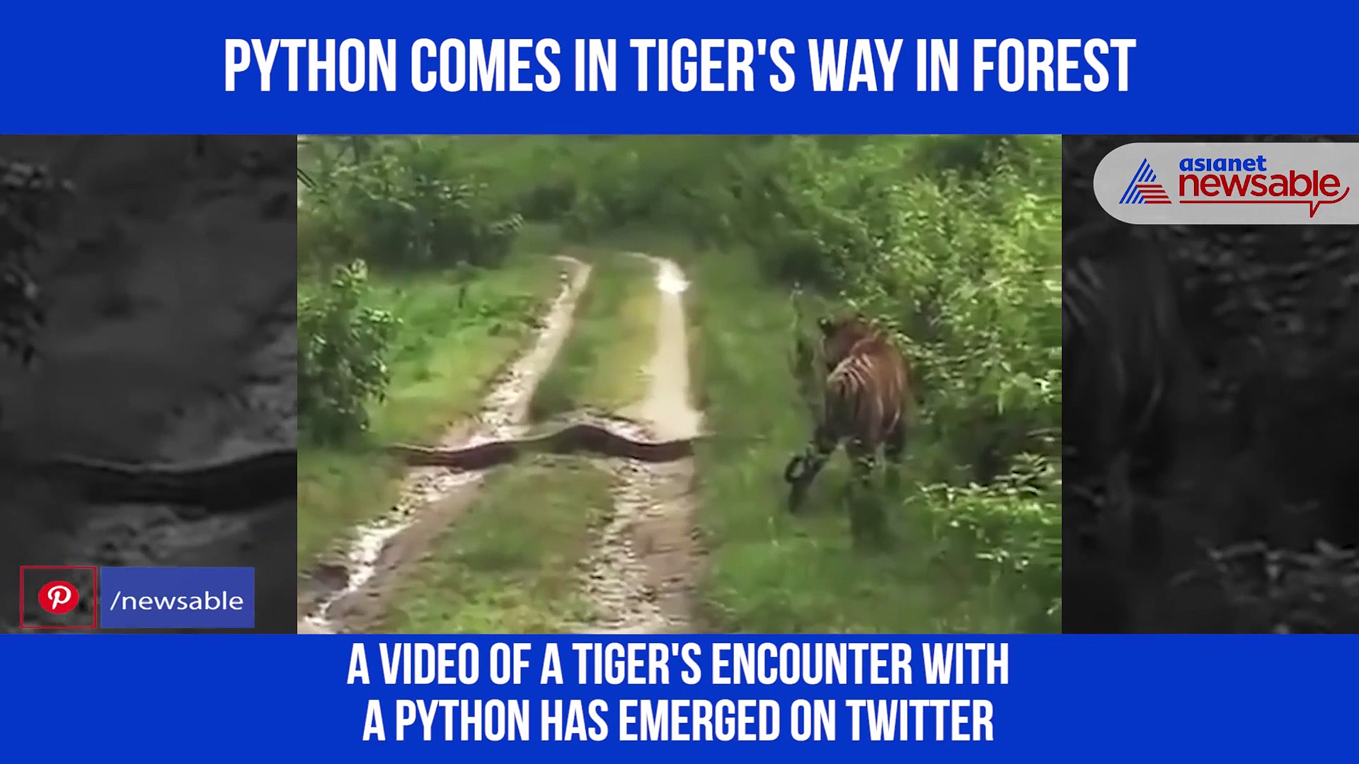 Viral video: Tiger encounters python; see what happened next