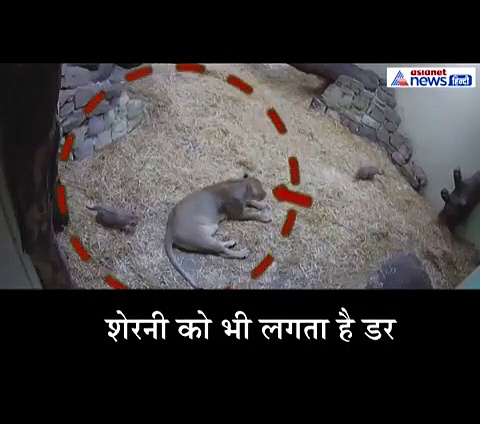 दबे पांव शेरनी के पीछे पहुंचा 1 महीने का बच्चा, कर बैठा मां का ही शिकार