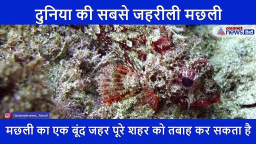 5 सेकंड में इंसान का शरीर सड़ा देती है मछली