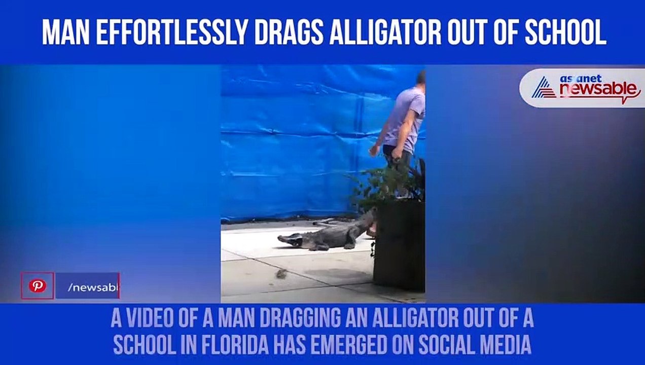Man drags alligator