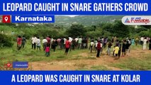 Leopard trapped in snare meant to hunt wild boar; hundreds of villagers gathered to see wild cat