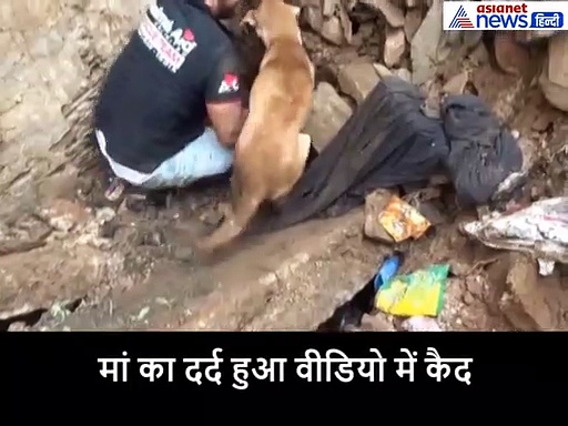 मलबे के नीचे दबे पिल्लों को देख रोती रही मां