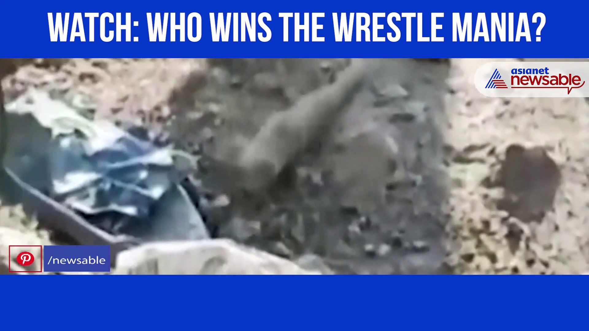 Snake and mongoose fight: Watch who wins the battle