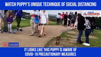 Puppy social distancing