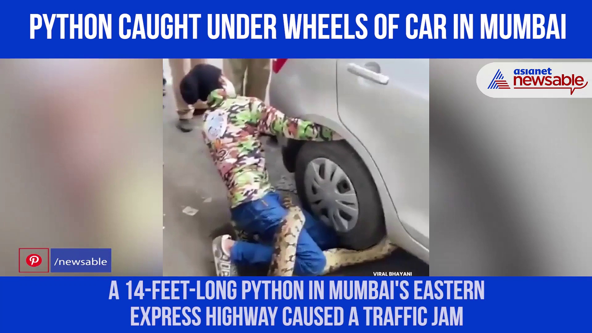 Watch: Python caught under car wheels; animal rescue video goes viral