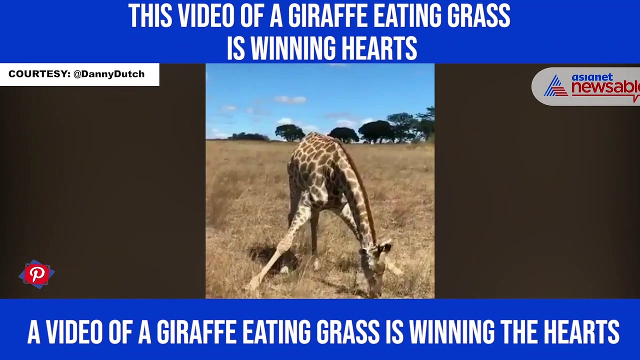 This video of a giraffe eating grass is winning hearts