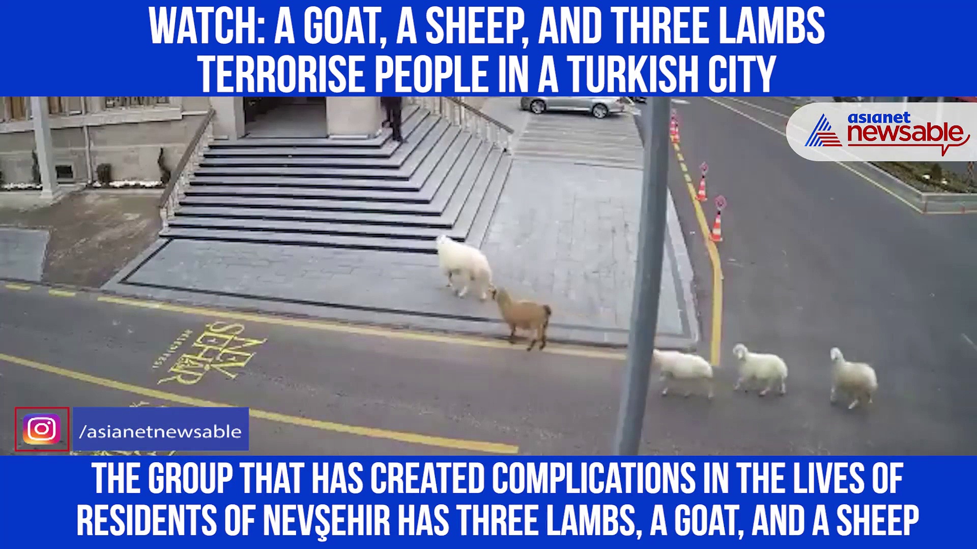 Turkish city terrorised by goat, sheep, three lambs, watch viral video