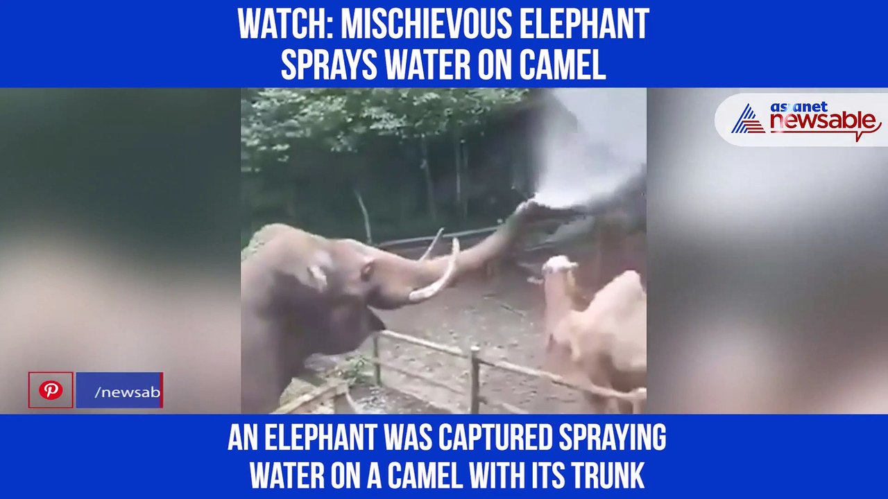 Elephant Camel