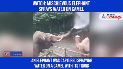 Elephant Camel