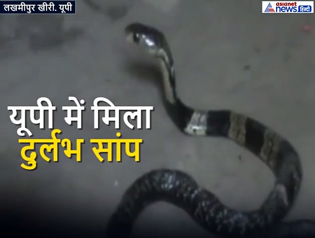 घर में दुबका मिला दुर्लभ प्रजाति का जहरीला सांप, उम्र को लेकर छिड़ी बहस