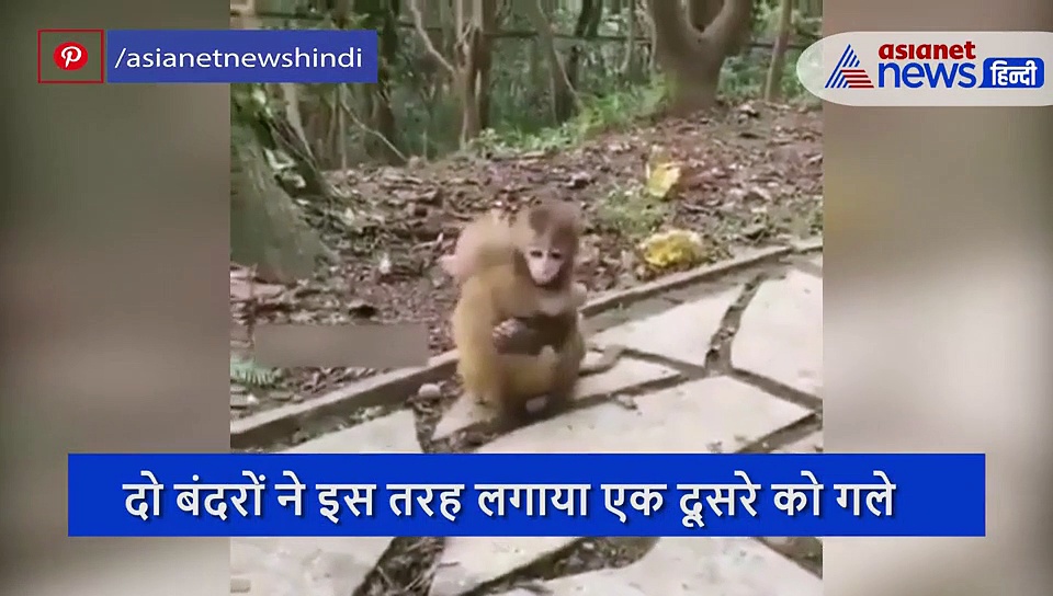 2020 की मनहूसियत के बीच देखें दिल को सुकून पहुंचाने वाला वीडियो, दिल को कर देगा खुश