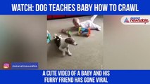 Dog Teaches Child