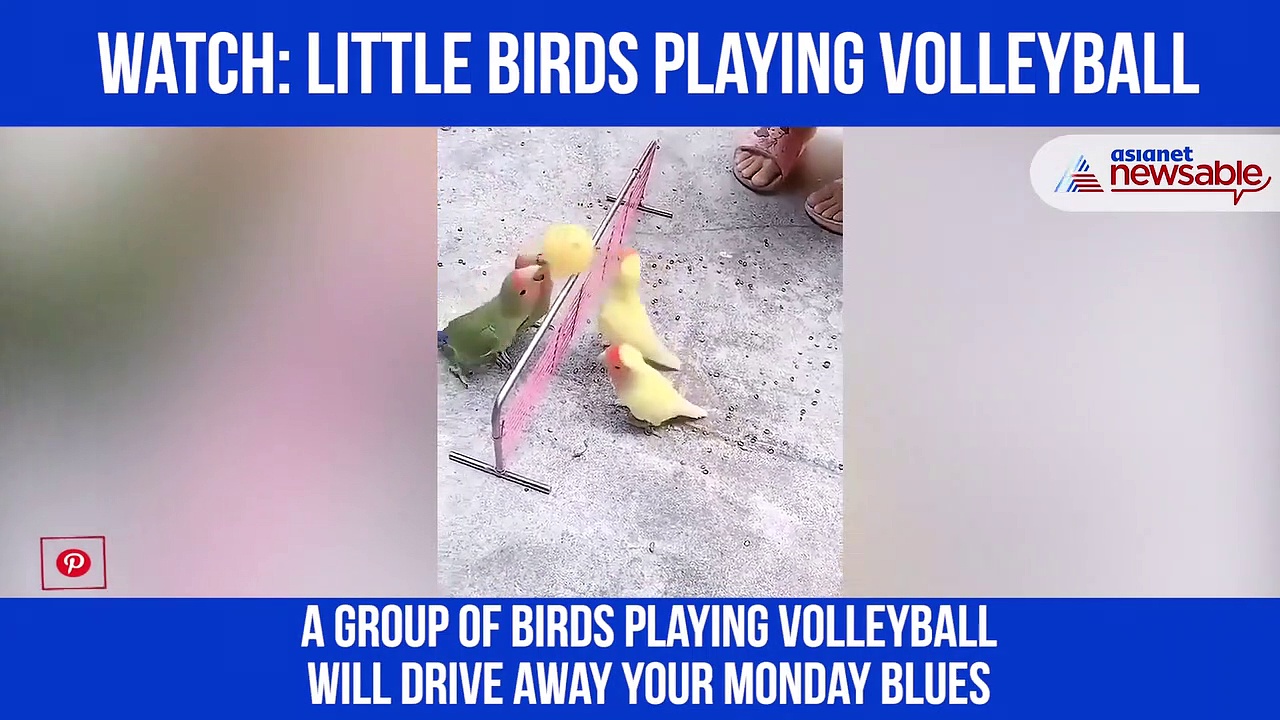 Birds play volleyball; amazed Twitter users stuck to net