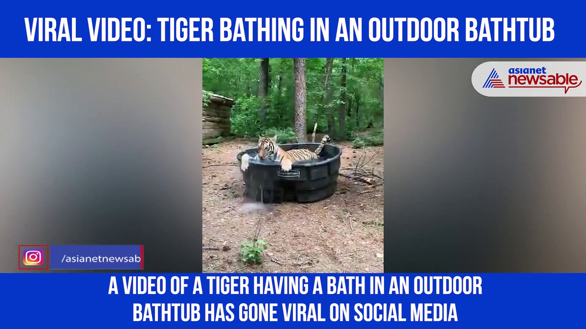 Watch: Tiger bathing in bathtub at coffee plantation amazes netizens