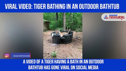 Tiger Bath