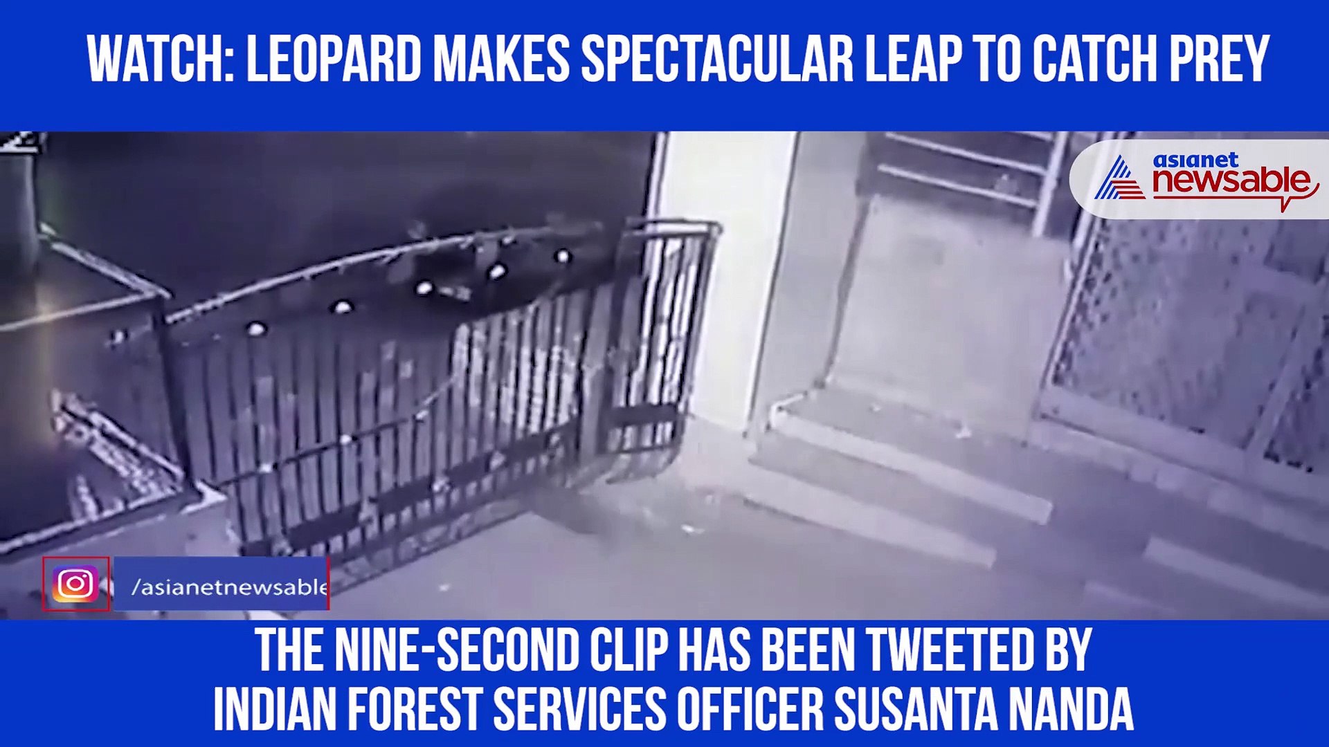 ⁣Leopard Jump