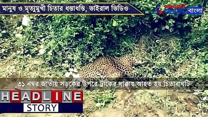 Viral video of  Leopard at Alipurduar