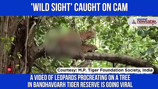 Leopards caught mating on tree branch; video goes viral