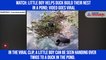 Watch: Little boy helps ducks build nest in pond; video goes viral