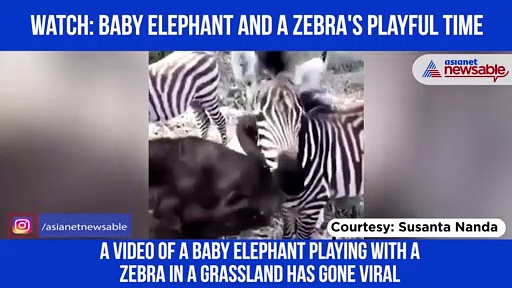Watch: Baby elephant playing with zebra has a message for all