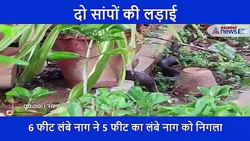 दो सांपों की लड़ाई का अद्भुत वीडियो, जो जीता वो राजा और जो हारा उसे मिली खतरनाक सजा