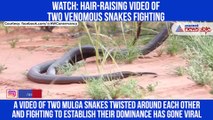 Snake FIghting