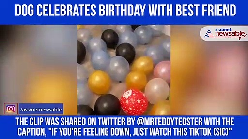 Watch: Dog celebrates birthday with best friend; video goes viral