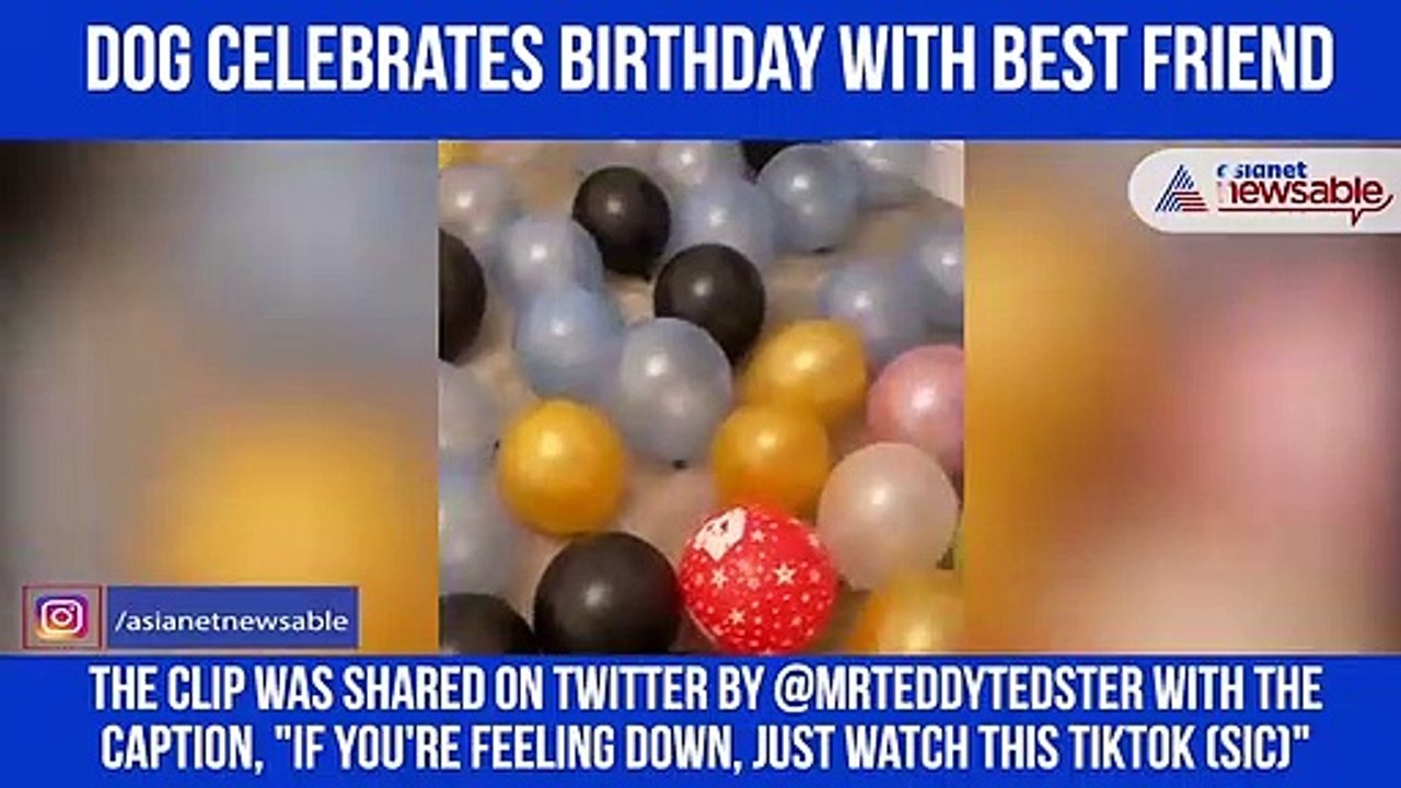 Dog Birthday