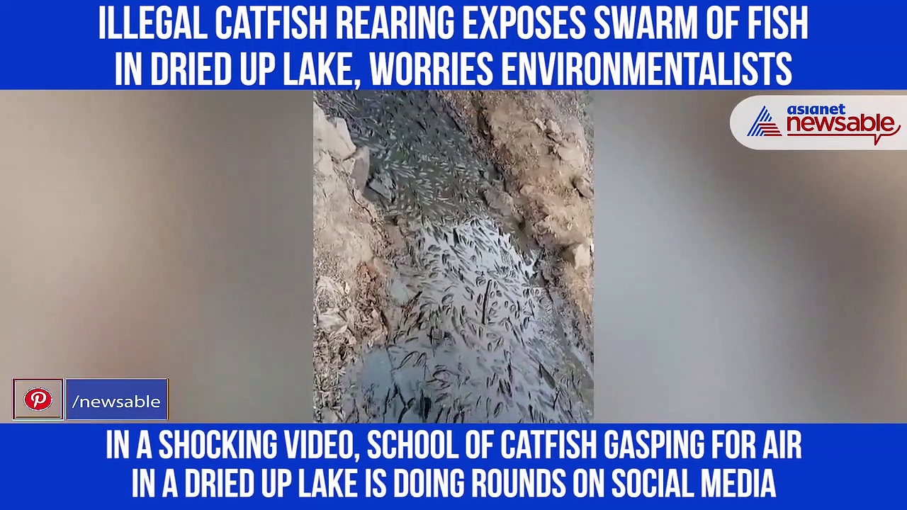 Illegal catfish rearing exposes swarm of fish in dried up lake, worries environmentalists
