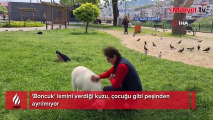 'Boncuk' ismini verdiği kuzu, çocuğu gibi peşinden ayrılmıyor
