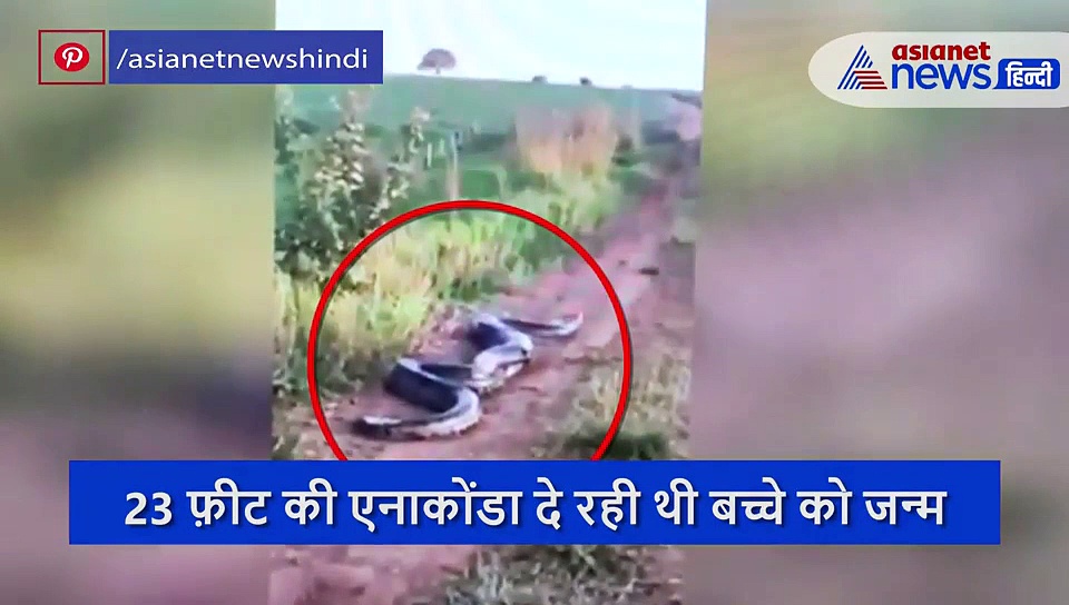 सड़क किनारे 23 फीट की एनाकोंडा दे रही थी बच्चे को जन्म, पेट में उठ रहा था मरोड़ कि तभी आ गए इंसान, फिर...