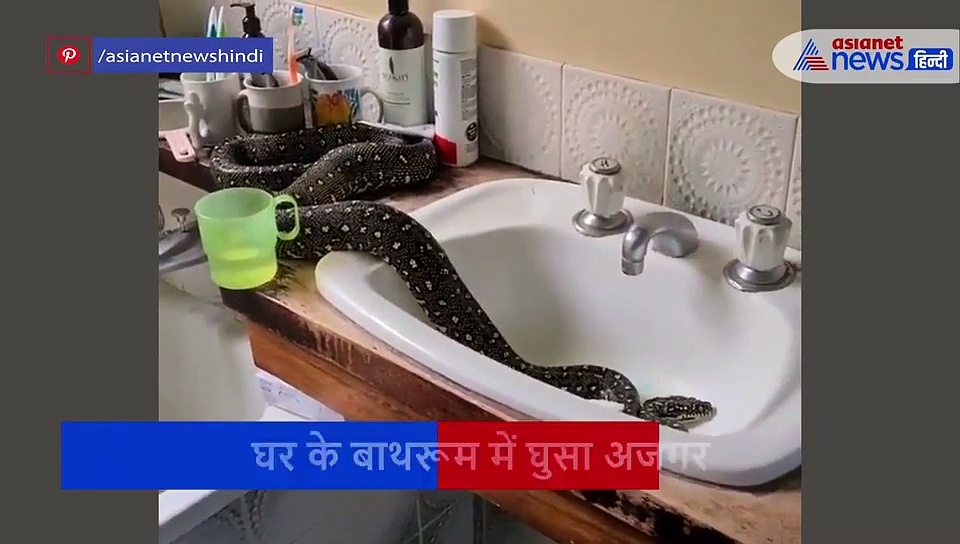 ठंडक लेने बाथरुम की सिंक में जा बैठा खतरनाक अजगर, इतने में पहुंच गया घर का मालिक, फिर जो हुआ
